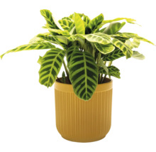 Zimmerpflanze Calathea in einem Topf