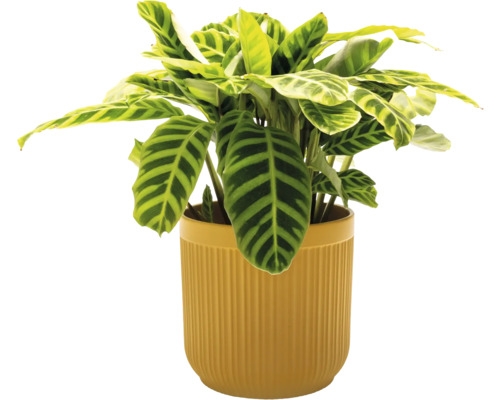 Zimmerpflanze Calathea in einem Topf
