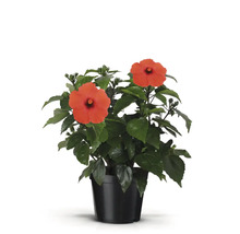 Hibiskus im Topf mit roten Blüten