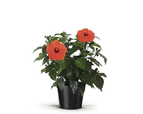 Hibiskus im Topf mit roten Blüten