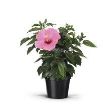 Hibiskus im Topf mit Blüte und Blättern