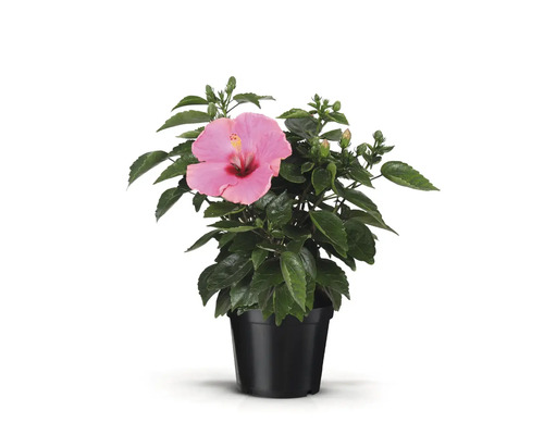 Hibiskus im Topf mit Blüte und Blättern