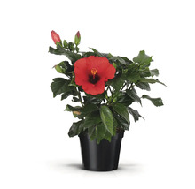 Hibiskus im Topf