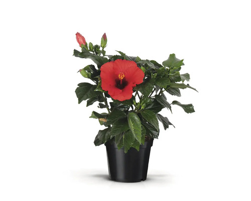 Hibiskus im Topf