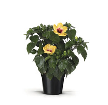 Hibiskus im Topf mit gelben Blüten