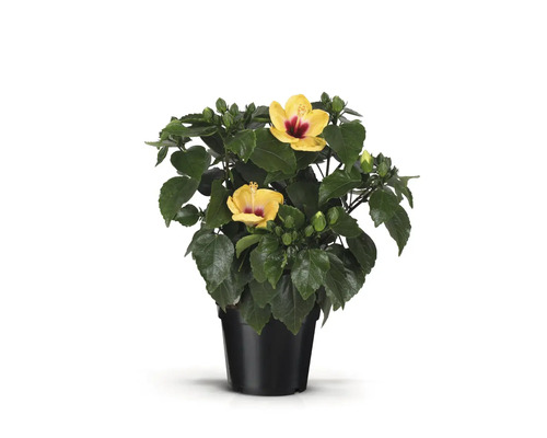 Hibiskus im Topf mit gelben Blüten