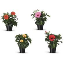Verschiedenfarbige Hibiskusblüten im Topf