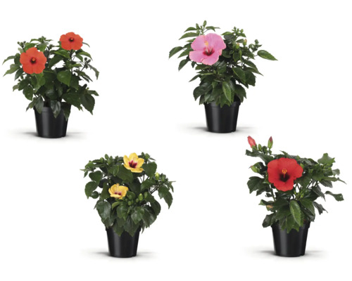 Verschiedenfarbige Hibiskusblüten im Topf