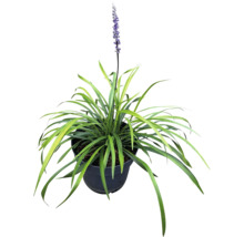 Liriope Muscari Pflanze in einem Topf
