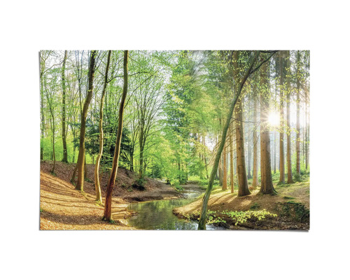 Foto eines Waldbaches mit Bäumen im hellen Tageslicht