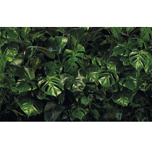 Dichte Ansammlung von Monstera-Blättern für eine tropische Atmosphäre