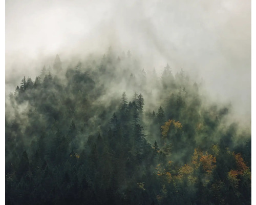 Blick auf einen bewaldeten Berghang im Nebel
