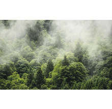 Wald mit Nebel
