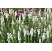 Blühende Prachtscharte im Gartenbeet