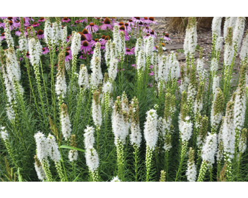 Blühende Prachtscharte im Gartenbeet