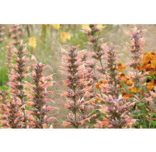 Nahaufnahme von Agastache-Pflanzen im Garten.