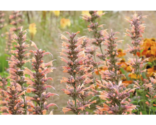 Nahaufnahme von Agastache-Pflanzen im Garten.