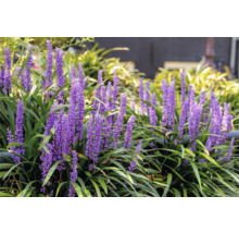 Liriope Muscari Pflanze mit lila Blüten und grünen Blättern im Garten.