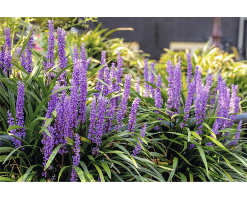 Liriope Muscari Pflanze mit lila Blüten und grünen Blättern im Garten.