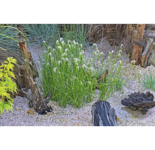 Szene mit Gartenpflanzen, Steinen und Baumstämmen