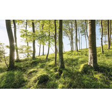 Lichtung mit Bäumen und Grasfläche