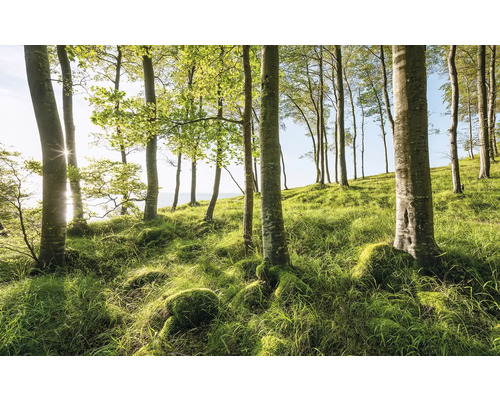 Lichtung mit Bäumen und Grasfläche