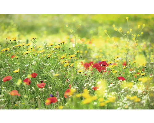 Blumenwiese mit gelben und roten Blüten
