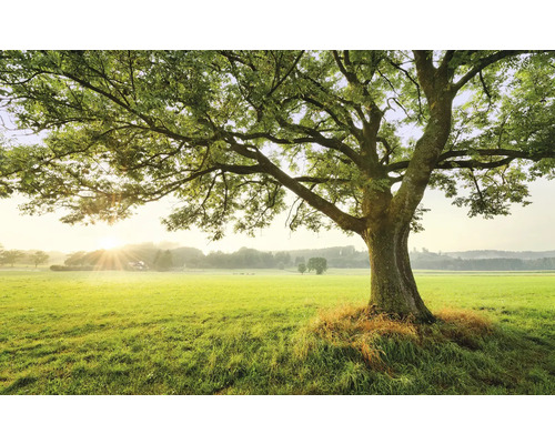 Baum auf einer grünen Wiese
