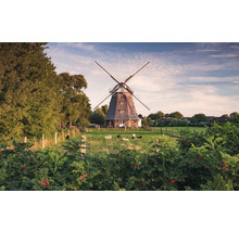 Windmühle in ländlicher Umgebung mit Schafen auf der Wiese