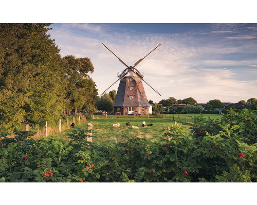 Windmühle in ländlicher Umgebung mit Schafen auf der Wiese
