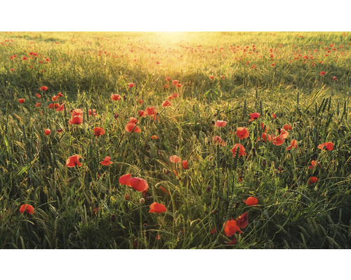 Mohnblumenfeld bei Sonnenaufgang
