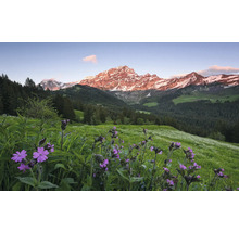 Landschaft mit Wiesenblumen und schneebedeckten Bergen