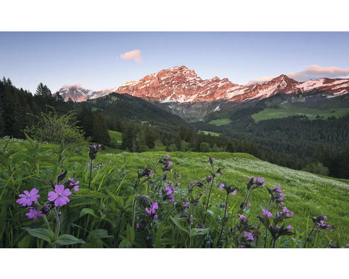 Landschaft mit Wiesenblumen und schneebedeckten Bergen
