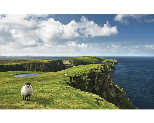 Landschaft mit Schaf auf grüner Klippe am Meer