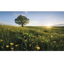Landschaft mit Baum auf einer Wiese voller Löwenzahn bei Sonnenaufgang