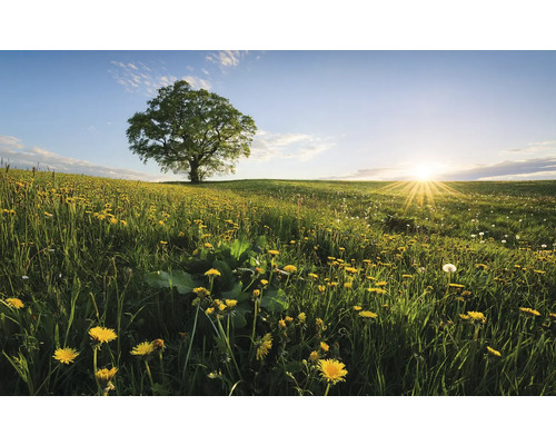 Landschaft mit Baum auf einer Wiese voller Löwenzahn bei Sonnenaufgang