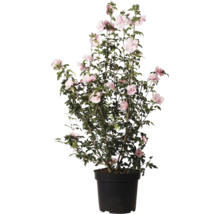 Hibiskus im Topf mit rosa Blüten