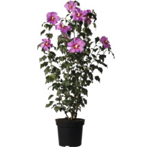 Hibiskus im Topf mit lila Blüten