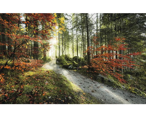 Waldweg im Herbst mit Bäumen und Laub