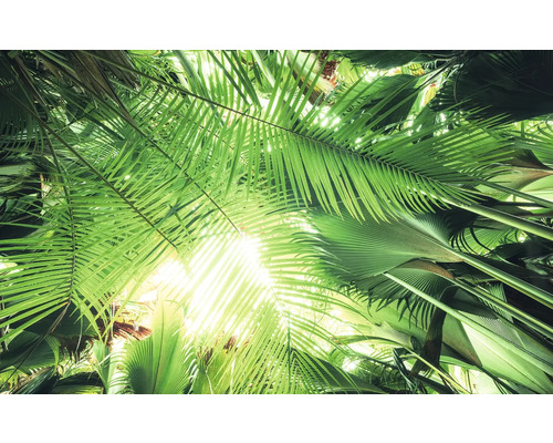 Ansicht von Palmenblättern in einem Garten