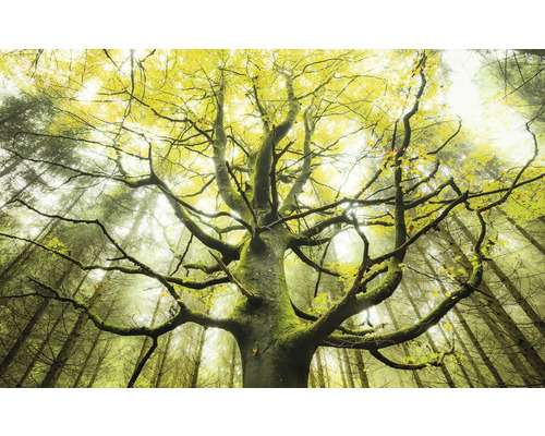 Baum mit Ästen im Wald