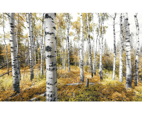 Birkenwald im Herbst
