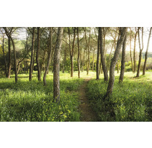 Waldweg mit Bäumen und Gras
