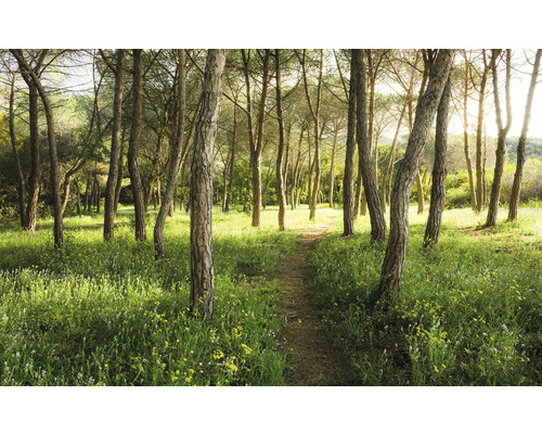 Waldweg mit Bäumen und Gras
