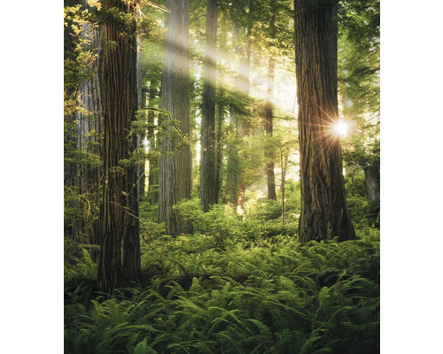 Waldszene mit Farnen und Baumstämmen im Sonnenlicht