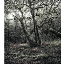 Szene eines Waldes mit Bäumen und Vegetation