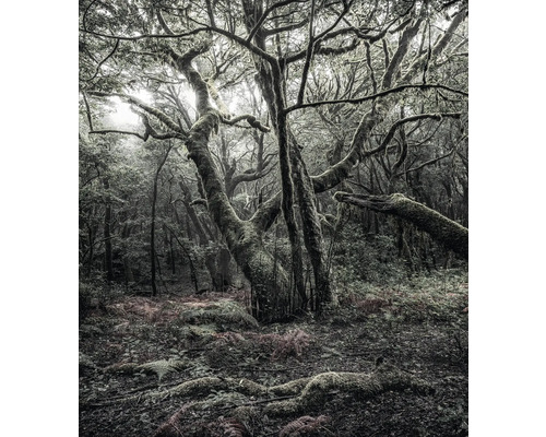 Szene eines Waldes mit Bäumen und Vegetation