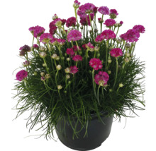 Grasnelke in einem Topf