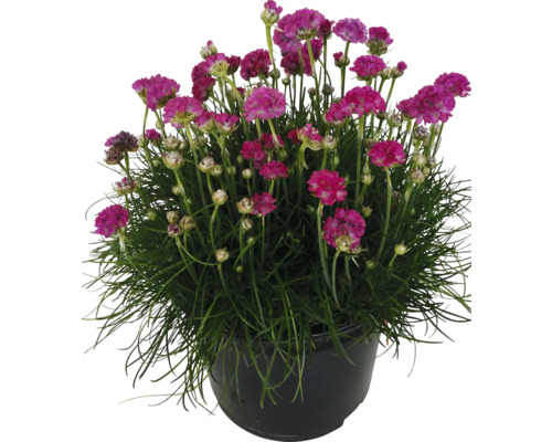 Grasnelke in einem Topf