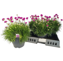 Zwei Grasnelken in Töpfen auf einem Tablett